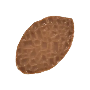 ジャスミン